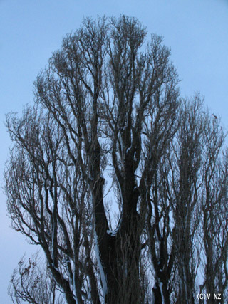 雪景色　北海道　美瑛 「ケンとメリーの木」 